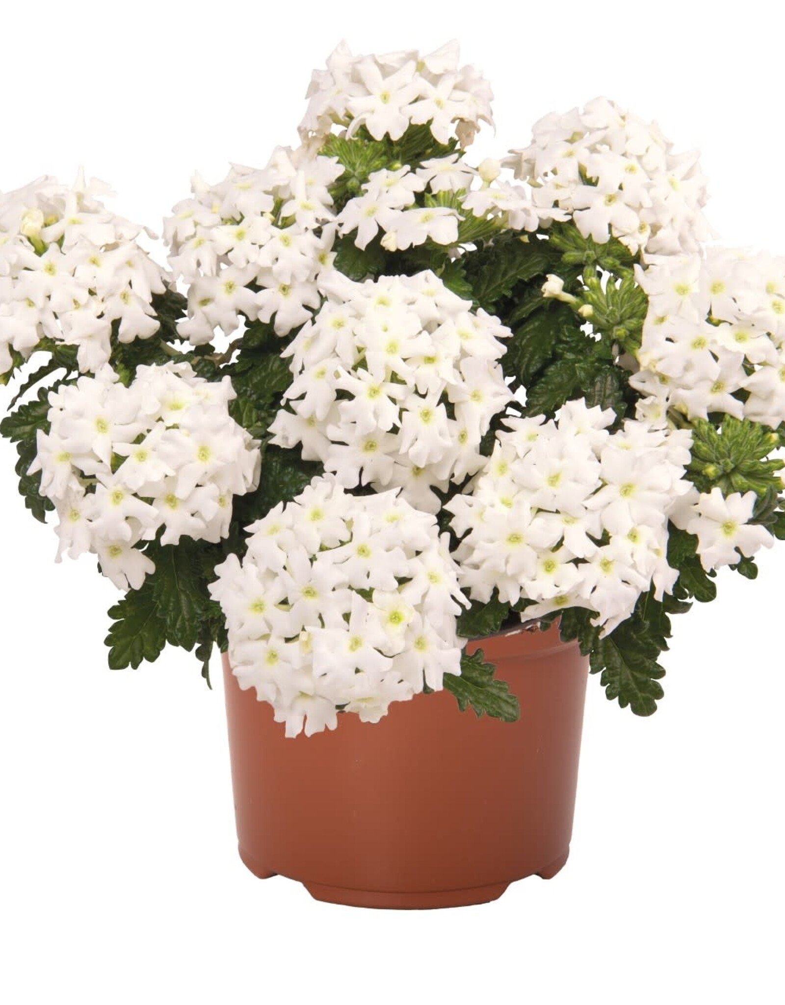 Seasonal Annuals: 5" Pot: Verbena Empress Sun Kiss White