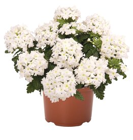 Seasonal Annuals: 5" Pot: Verbena Empress Sun Kiss White