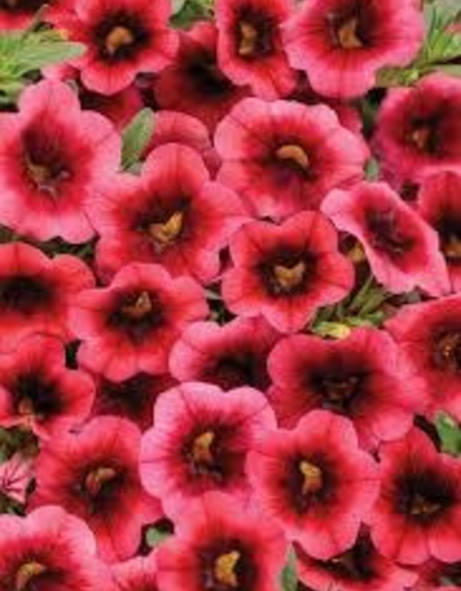 Seasonal Annuals: 5" Pot: Calibrachoa - Superbells Watermelon Punch