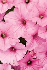 Seasonal Annuals: 5" Pot: Petunia  Supertunia Vista Bubble Gum