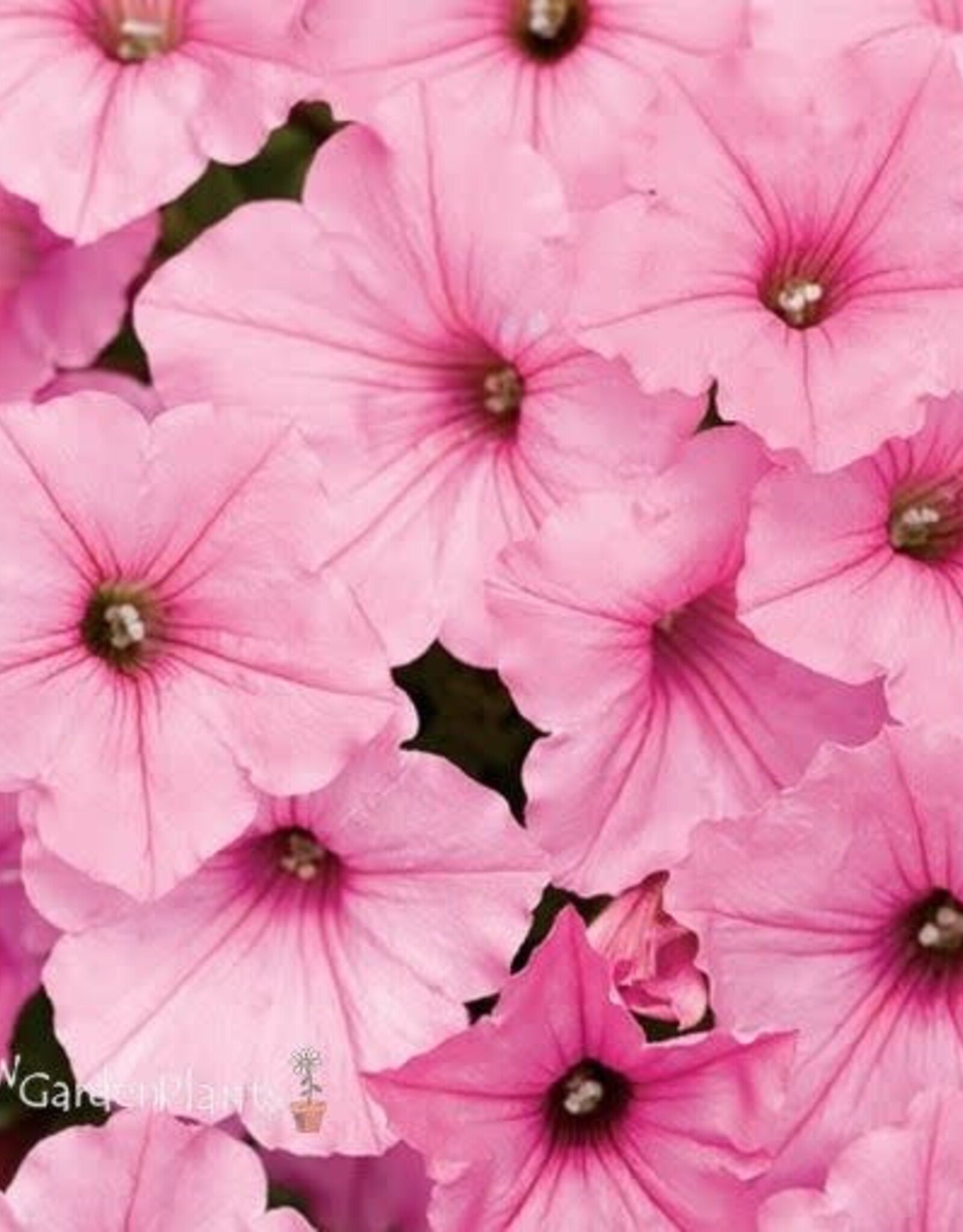 Seasonal Annuals: 5" Pot: Petunia  Supertunia Vista Bubble Gum