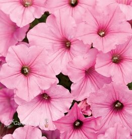 Seasonal Annuals: 5" Pot: Petunia  Supertunia Vista Bubble Gum
