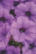 Seasonal Annuals: 5" Pot: Petunia  Supertunia Mini Vista Indigo