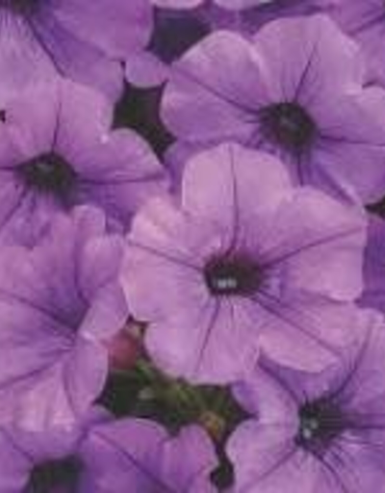 Seasonal Annuals: 5" Pot: Petunia  Supertunia Mini Vista Indigo