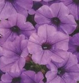 Seasonal Annuals: 5" Pot: Petunia  Supertunia Mini Vista Indigo