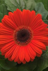 Seasonal Annuals: 5" Pot:  Gerbera - Mega Revolution Orange Dark Eye