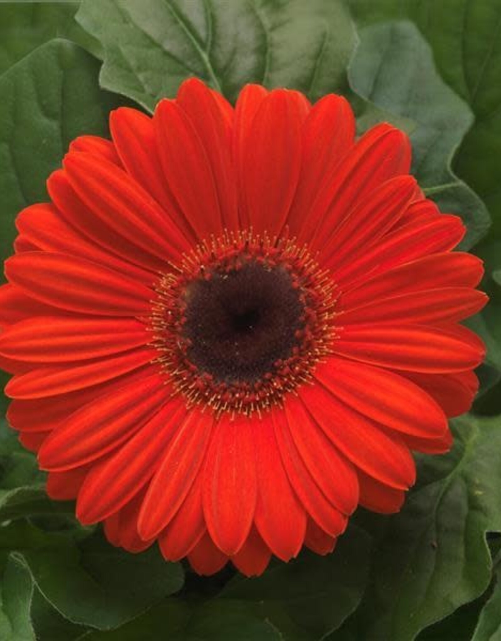 Seasonal Annuals: 5" Pot:  Gerbera - Mega Revolution Orange Dark Eye