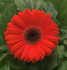 Seasonal Annuals: 5" Pot:  Gerbera - Mega Revolution Orange Dark Eye