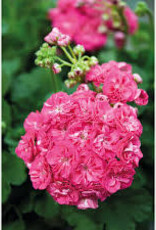 Seasonal Annuals: 5" Pot: Geranium Patriot Rosalinda