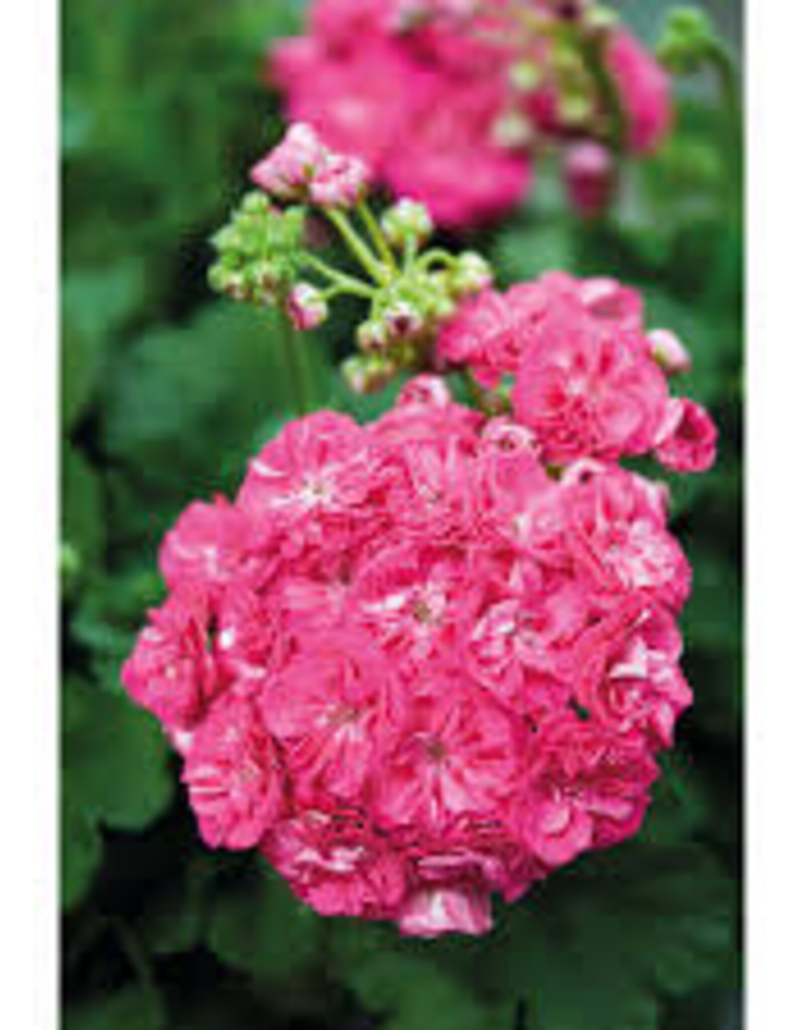 Seasonal Annuals: 5" Pot: Geranium Patriot Rosalinda