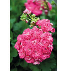 Seasonal Annuals: 5" Pot: Geranium Patriot Rosalinda