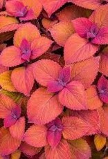 Seasonal Annuals: 5" Pot: Coleus  - Campfire