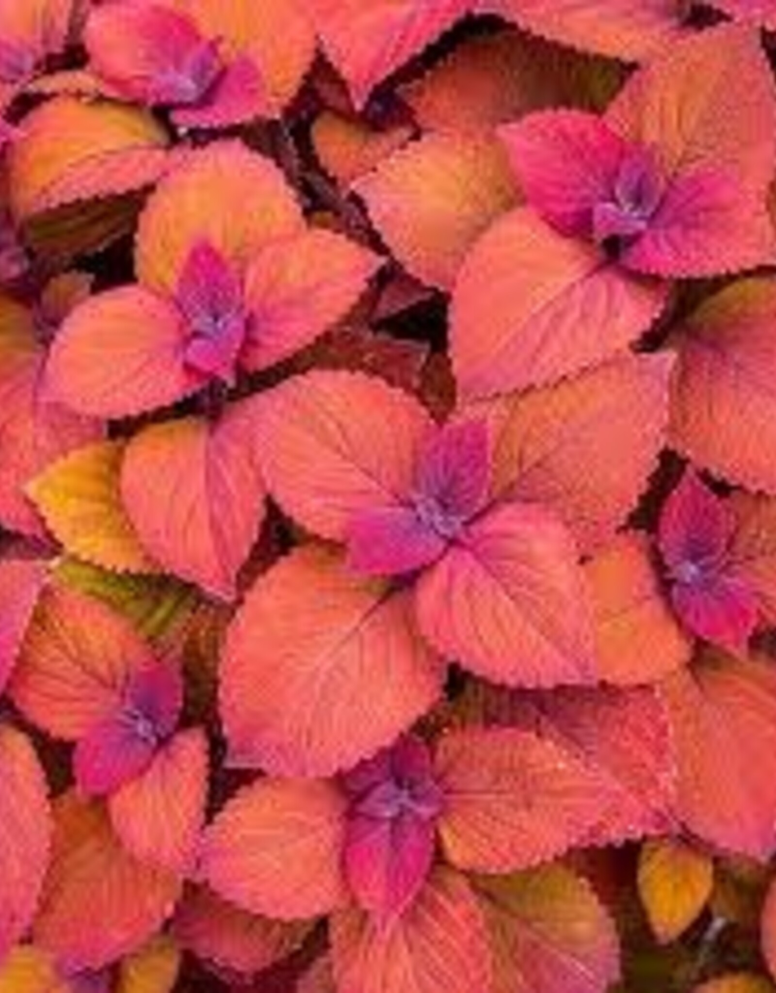 Seasonal Annuals: 5" Pot: Coleus  - Campfire
