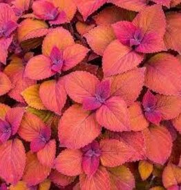 Seasonal Annuals: 5" Pot: Coleus  - Campfire