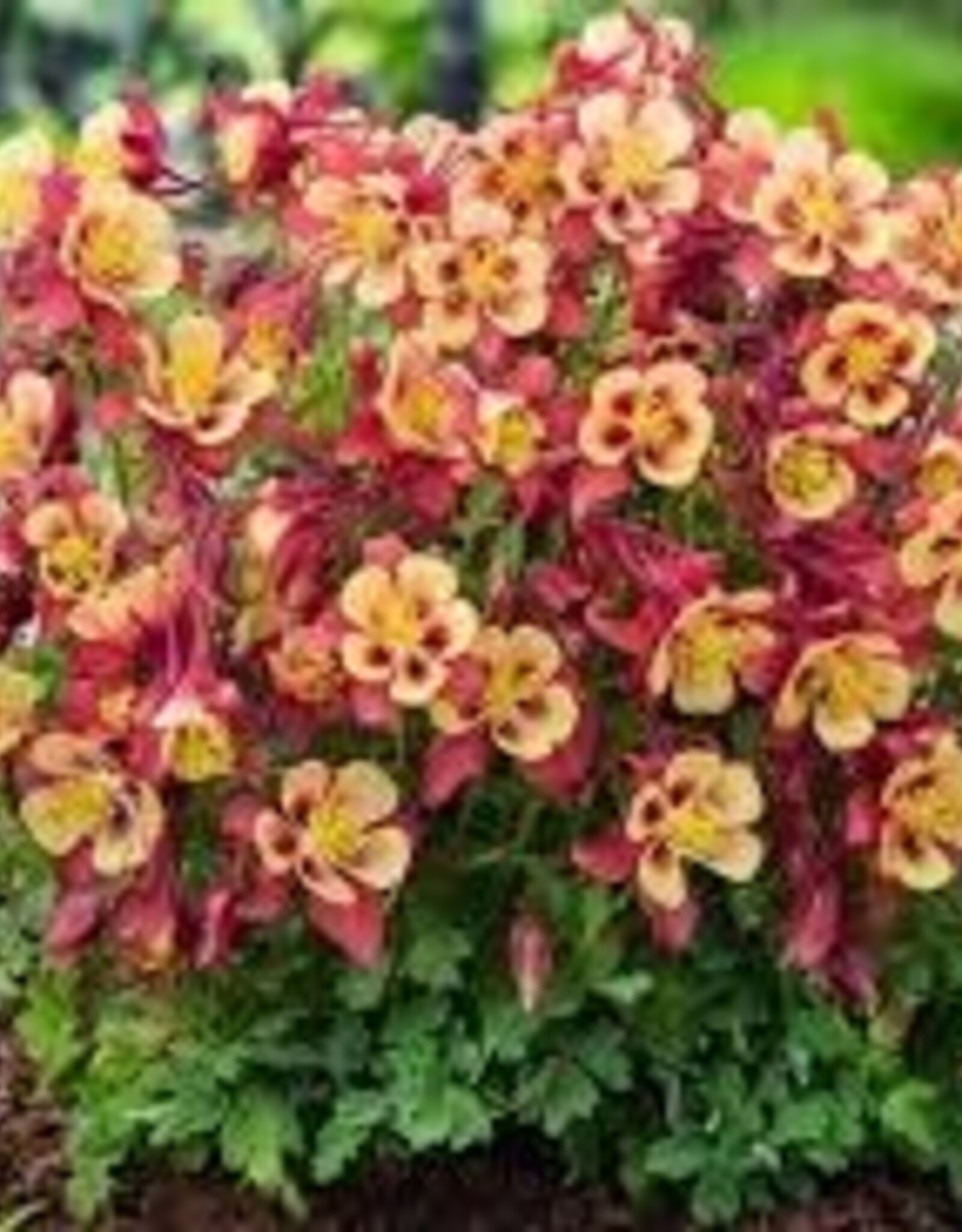 Seasonal Perennials:  Aquilegia / Earlybird  Red and Yellow  5" Pot