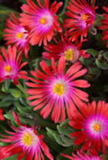 Seasonal Perennials: Delosperma Jewel of the Desert Ruby Garnet  5" Pot
