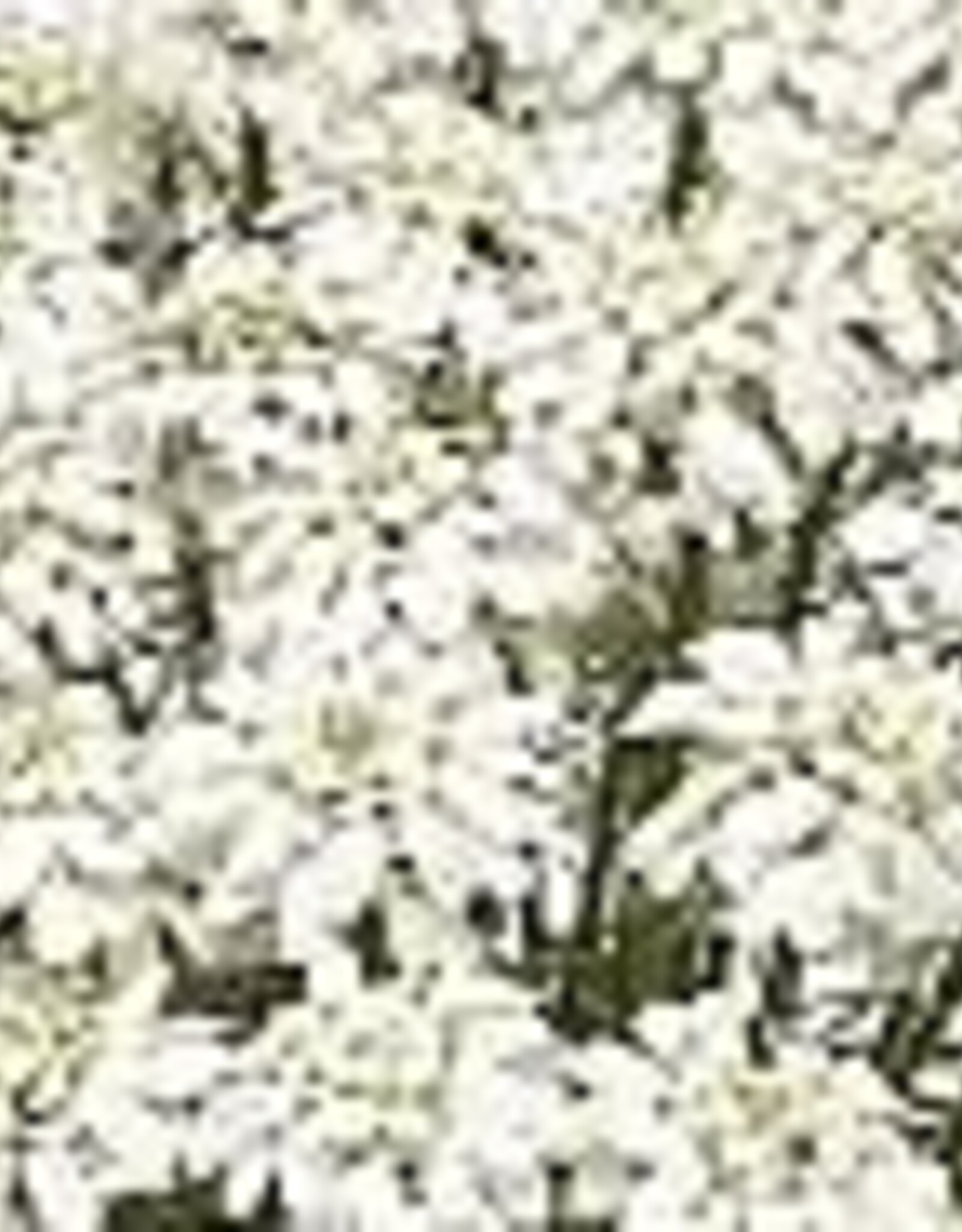 Seasonal Perennials:  Iberis - Snow Cone   5" Pot