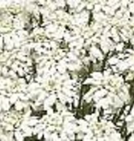 Seasonal Perennials:  Iberis - Snow Cone   5" Pot