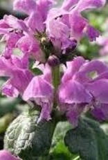 Seasonal Perennials:  Lamium - Red Nancy   5" Pot