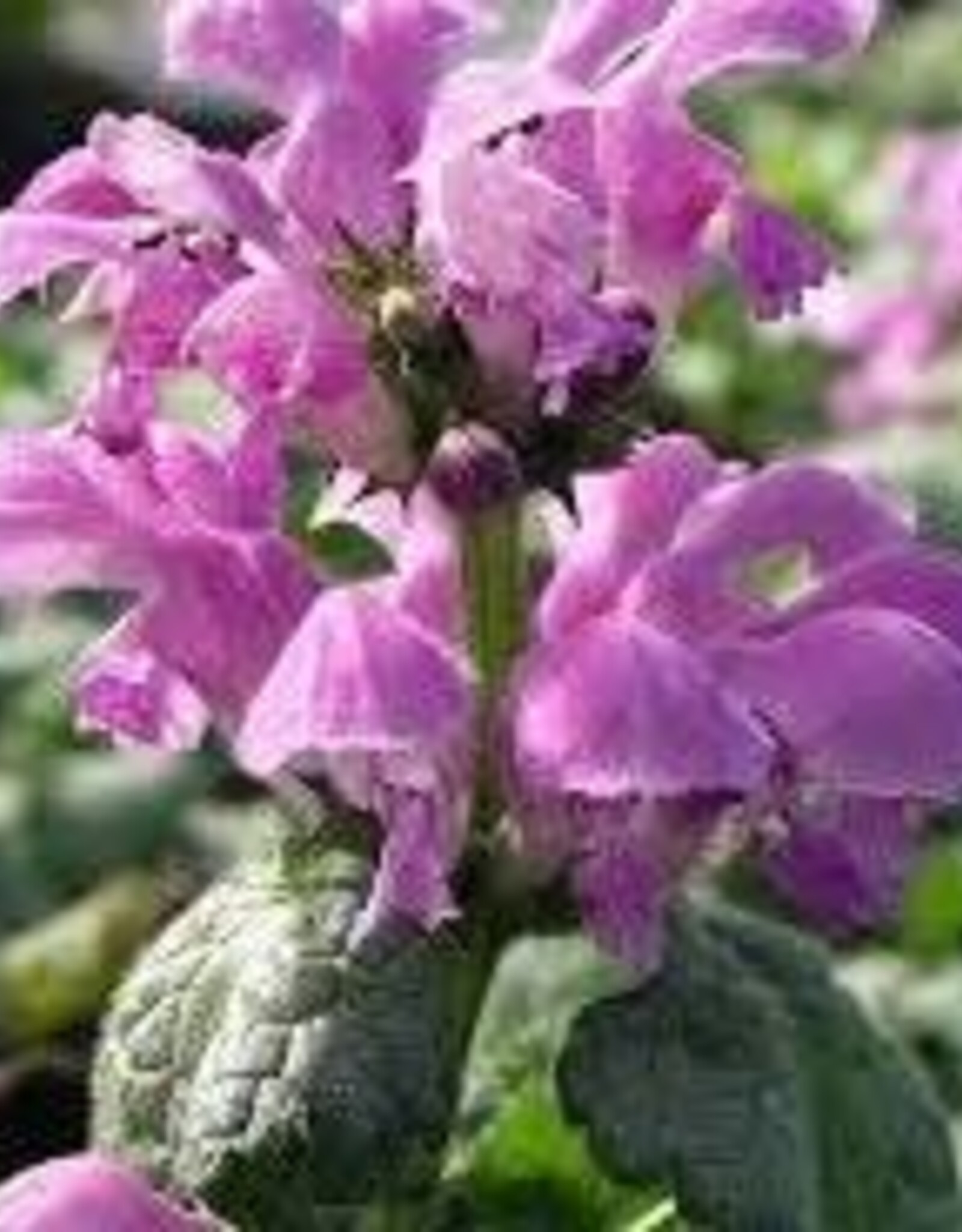 Seasonal Perennials:  Lamium - Red Nancy   5" Pot