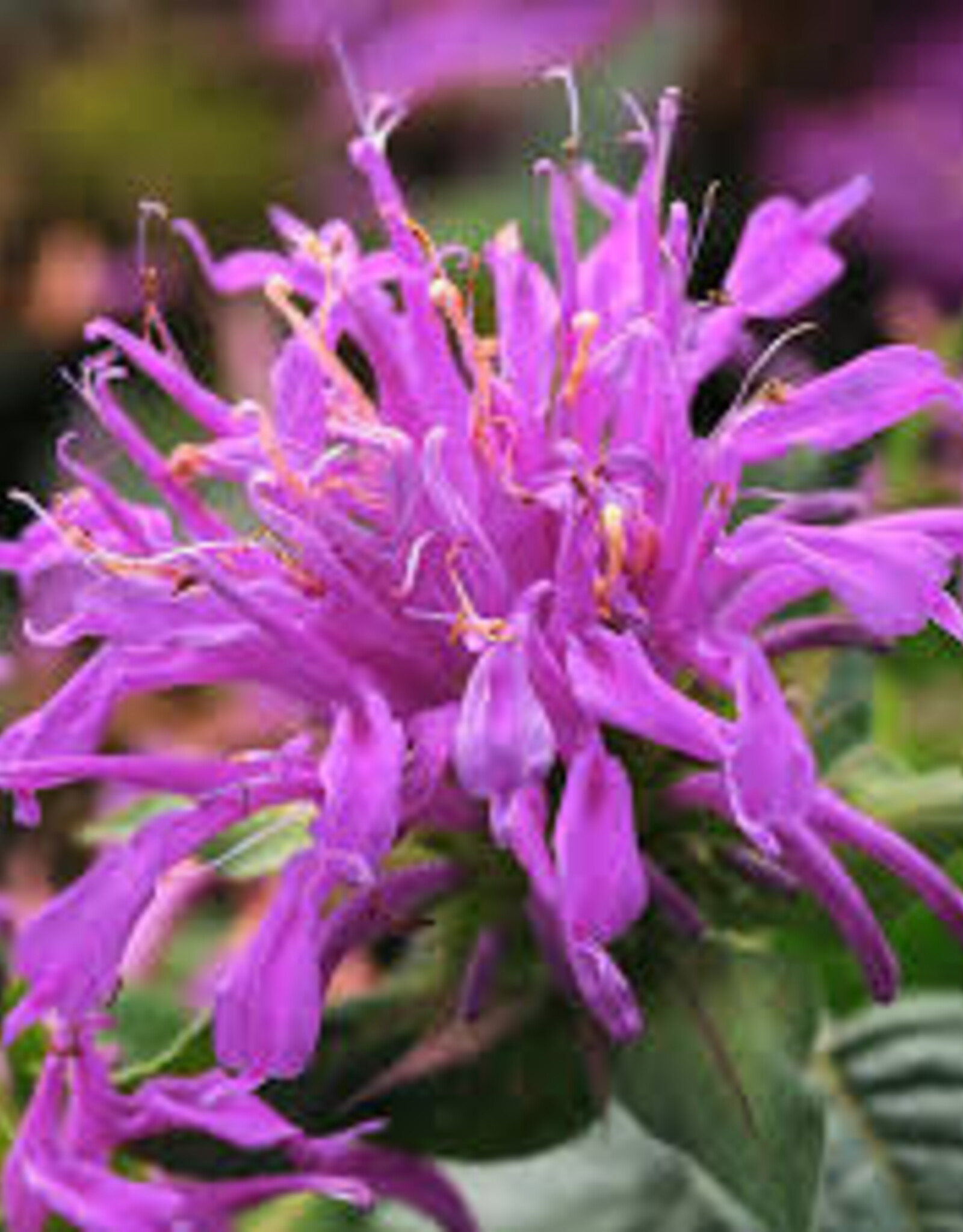Seasonal Perennials: Bee Balm (Monarda) Balmy Lilac  5" Pot