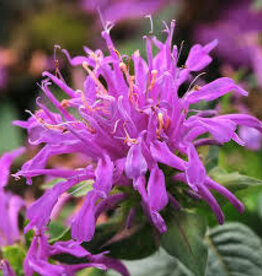Seasonal Perennials: Bee Balm (Monarda) Balmy Lilac  5" Pot