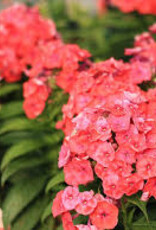 Seasonal Perennials: Phlox - Pan Flame Coral    5" Pot