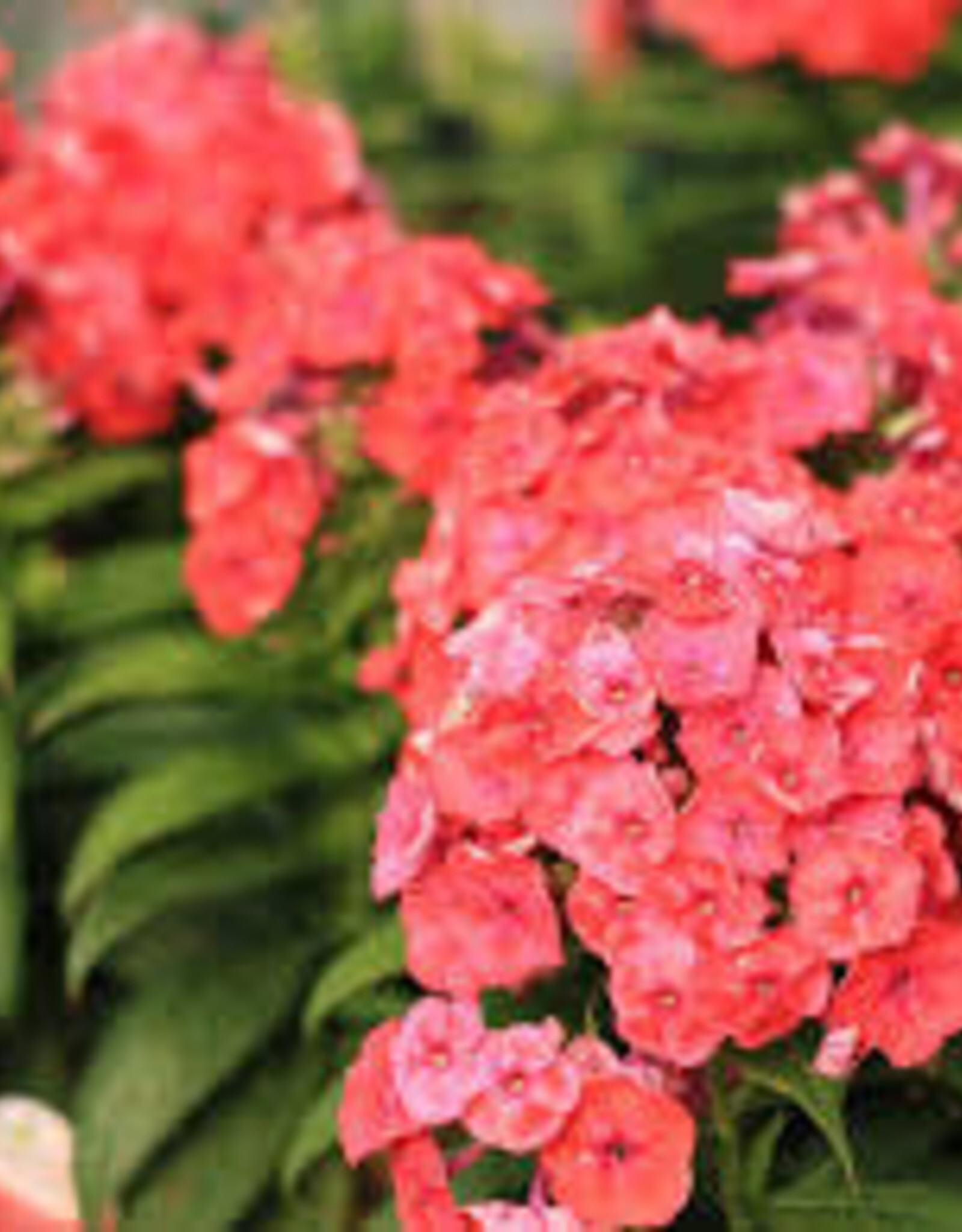 Seasonal Perennials: Phlox - Pan Flame Coral    5" Pot