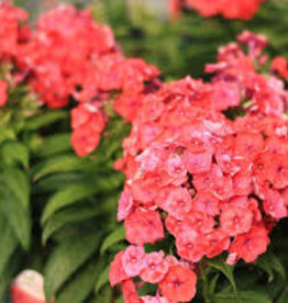 Seasonal Perennials: Phlox - Pan Flame Coral    5" Pot