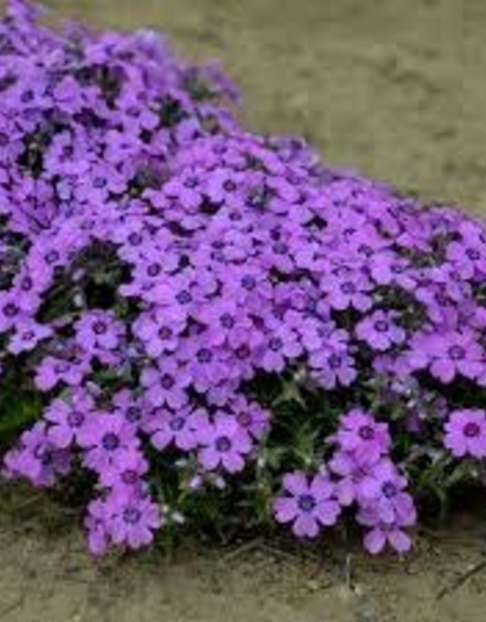 Seasonal Perennials: Phlox - Pan Eye Shadow    5" Pot