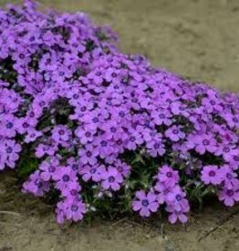 Seasonal Perennials: Phlox - Pan Eye Shadow    5" Pot