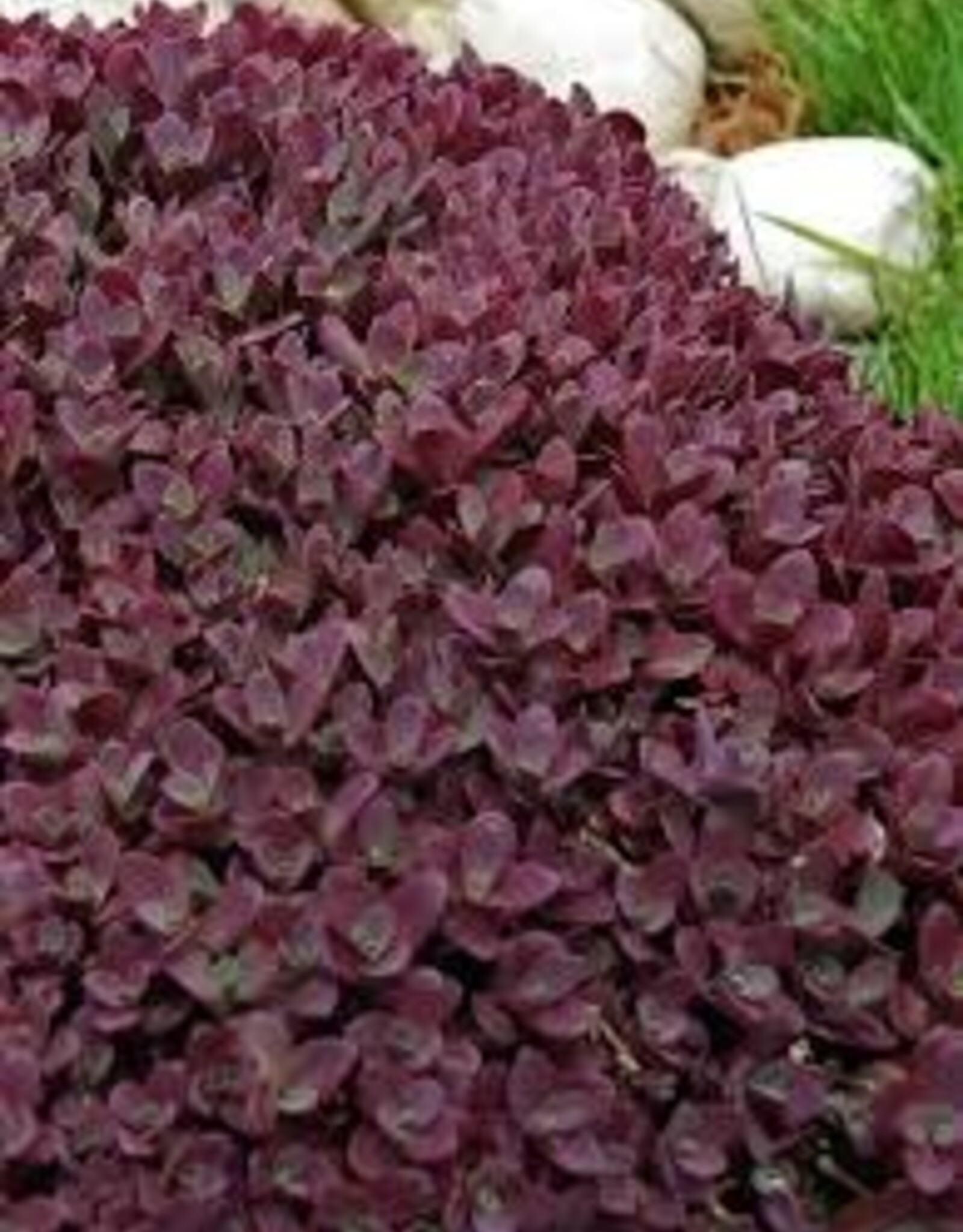 Seasonal Perennials: Sedum Firecracker  5" Pot