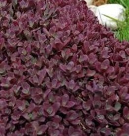 Seasonal Perennials: Sedum Elizabeth  5" Pot