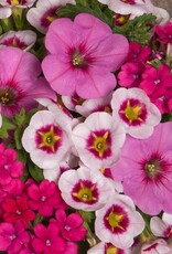 Seasonal Hanging Basket: Calibrachoa  Garden Trio Mix Super Mom 12" Fiber Pot