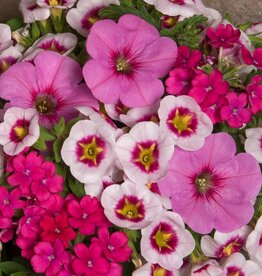 Seasonal Hanging Basket: Calibrachoa  Garden Trio Mix Super Mom 12" Fiber Pot
