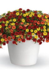 Seasonal Hanging Basket: Calibrachoa  Trixiliner Sunset - 12" Fiber  Pot