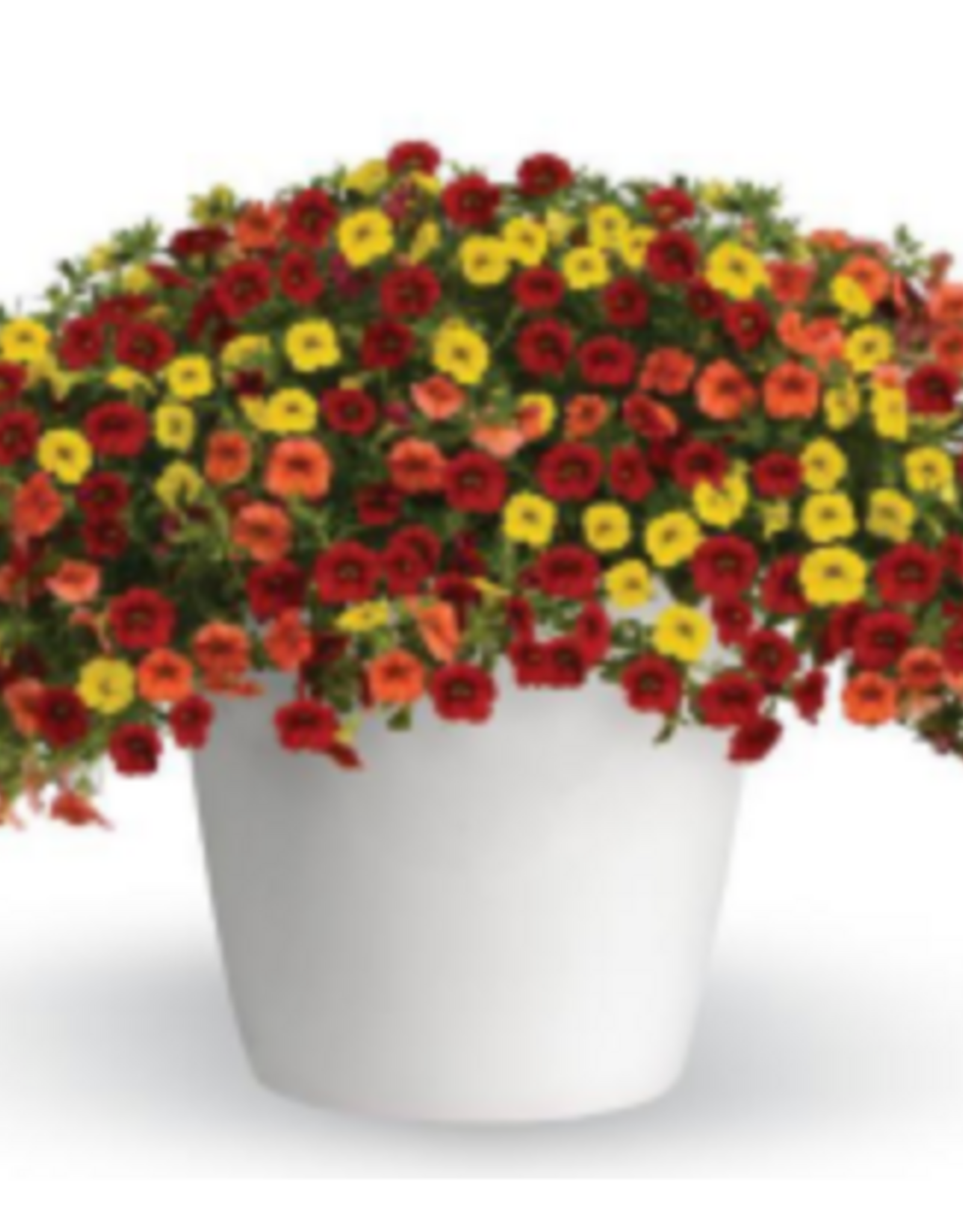 Seasonal Hanging Basket: Calibrachoa  Trixiliner Sunset - 12" Fiber  Pot