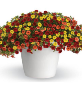 Seasonal Hanging Basket: Calibrachoa  Trixiliner Sunset - 12" Fiber  Pot