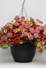 Seasonal Hanging Basket: Calibrachoa  Trixiliner Who Knew Orleans - 12" Fiber  Pot