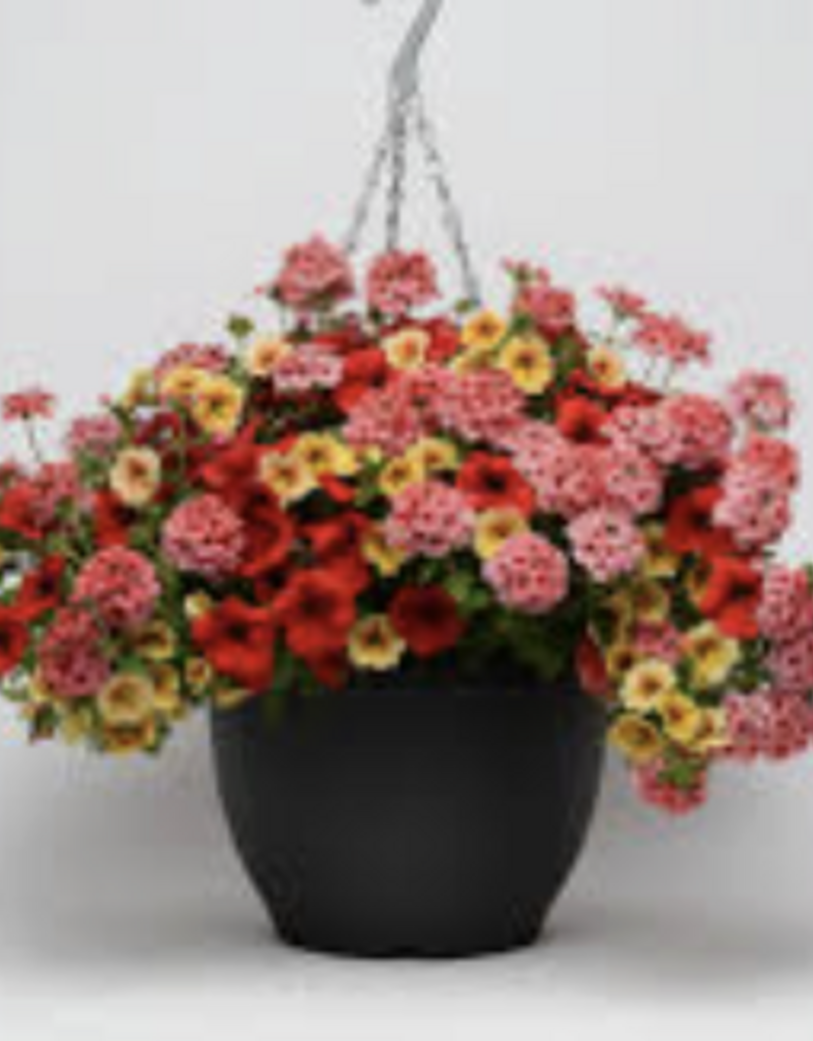 Seasonal Hanging Basket: Calibrachoa  Trixiliner Who Knew Orleans - 12" Fiber  Pot