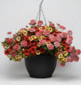Seasonal Hanging Basket: Calibrachoa  Trixiliner Who Knew Orleans - 12" Fiber  Pot