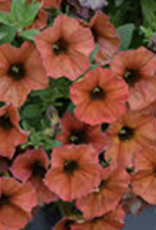 Seasonal Hanging Basket:  Petchoa - Supercal Prem Cinnamon - 12" Fiber  Pot