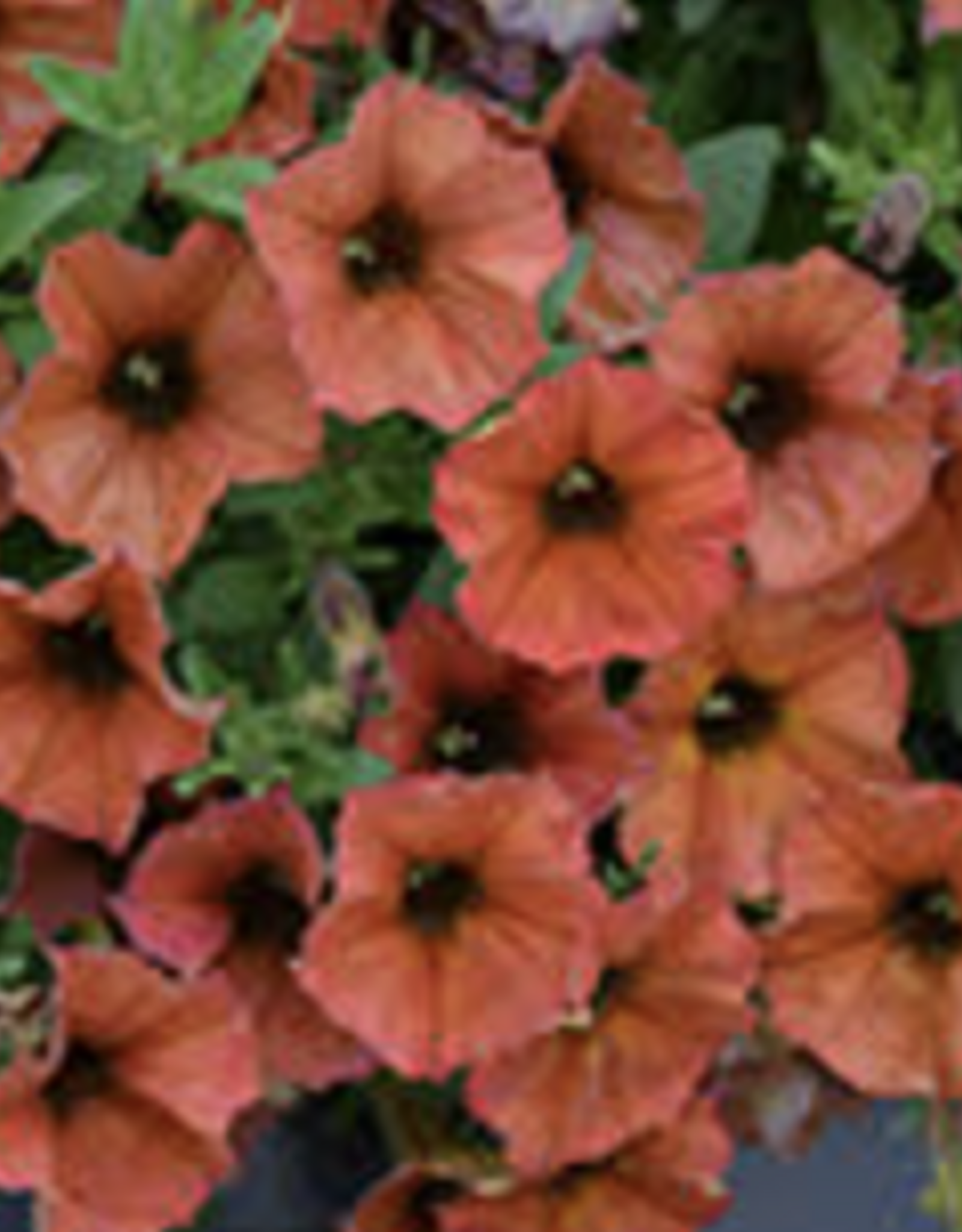 Seasonal Hanging Basket:  Petchoa - Supercal Prem Cinnamon - 12" Fiber  Pot