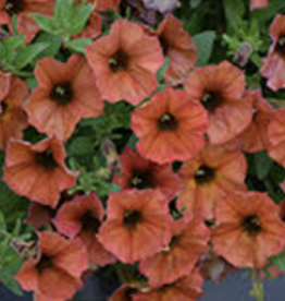 Seasonal Hanging Basket:  Petchoa - Supercal Prem Cinnamon - 12" Fiber  Pot