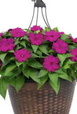 Seasonal Hanging Basket:  Sunpatiens - Compact Purple - 12" Fiber  Pot