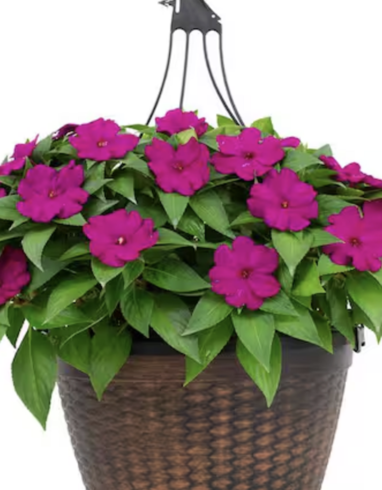 Seasonal Hanging Basket:  Sunpatiens - Compact Purple - 12" Fiber  Pot
