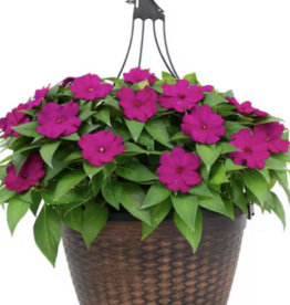 Seasonal Hanging Basket:  Sunpatiens - Compact Purple - 12" Fiber  Pot