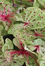 Seasonal Annuals: 5" Pot: Caladium Miss Muffet - White/Green w Red Spec)