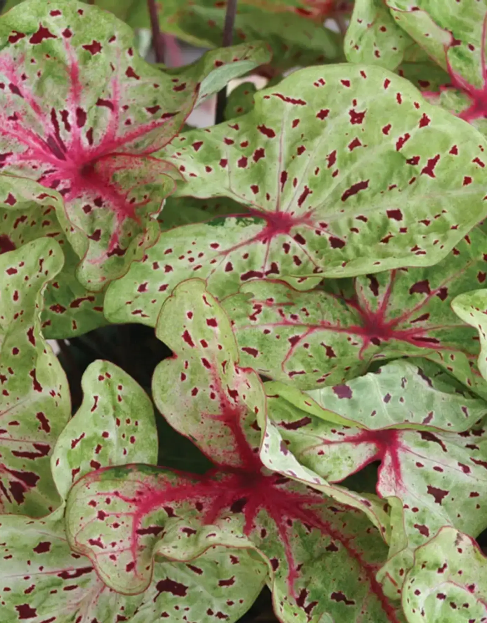 Seasonal Annuals: 5" Pot: Caladium Miss Muffet - White/Green w Red Spec)