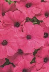 Seasonal Annuals: 5" Pot: Petunia  Supertunia Vista Fuchsia